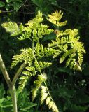 Chaerophyllum bulbosum