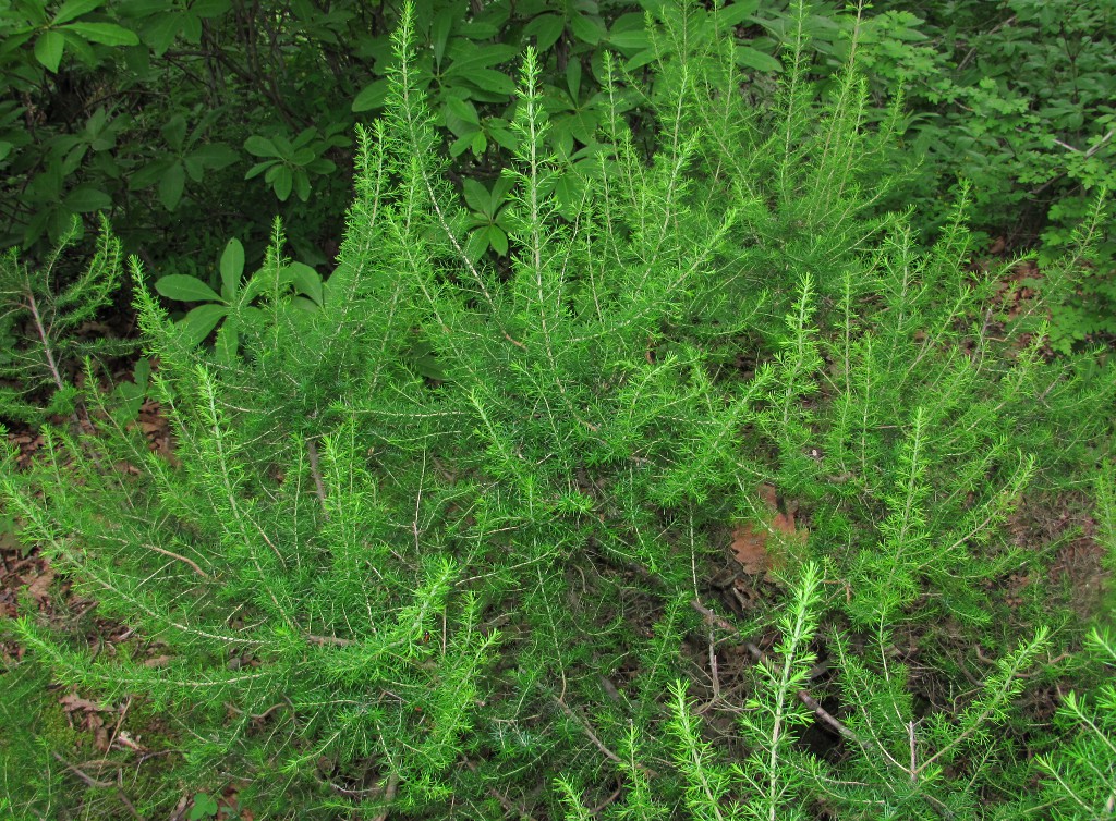 Image of Erica arborea specimen.