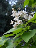 Catalpa bignonioides. Верхушка побега с соцветием. Крым, г. Ялта, в культуре. 13 июня 2012 г.