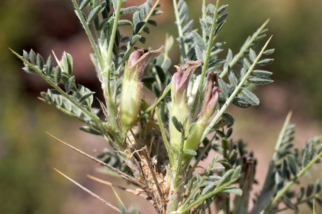 Изображение особи Astragalus lasiosemius.