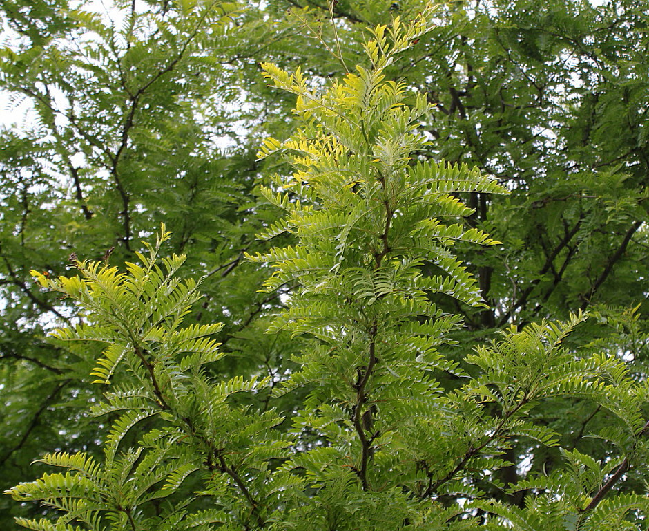 Изображение особи Gleditsia triacanthos.