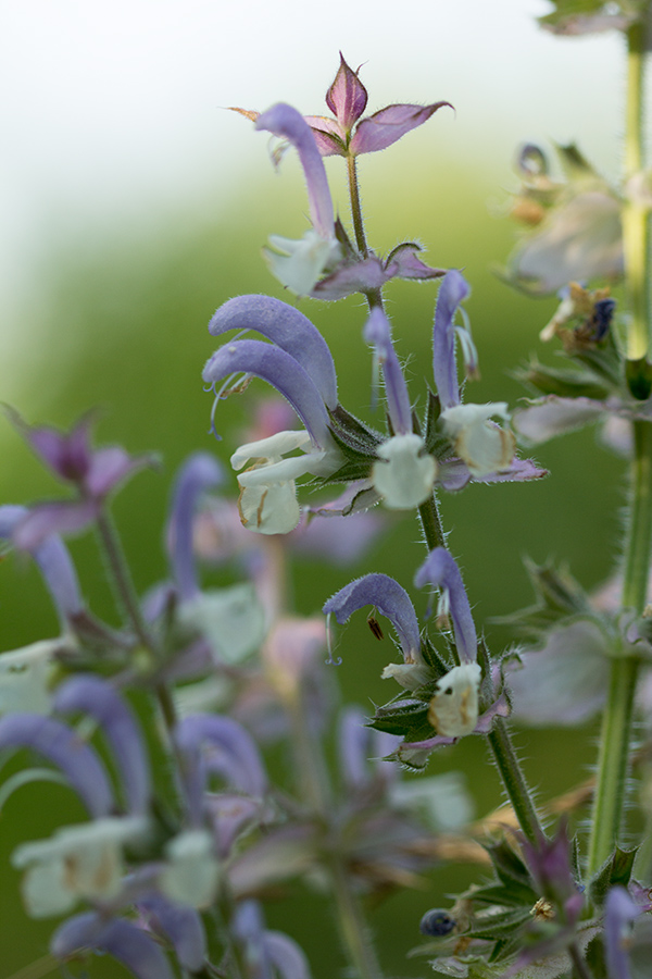 Изображение особи Salvia sclarea.