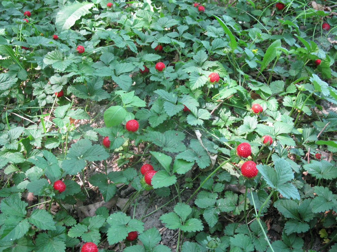 Изображение особи Duchesnea indica.