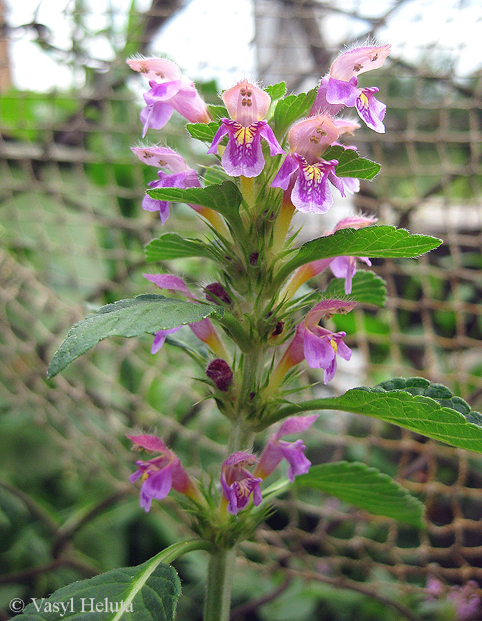 Image of Galeopsis pubescens specimen.