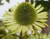 Echinacea purpurea