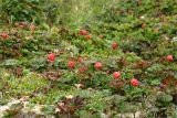 Rubus chamaemorus. Плодоносящие растения с созревающими плодами. Мурманская обл., п-ов Рыбачий, долина р. Пяйва. 28.07.2010.