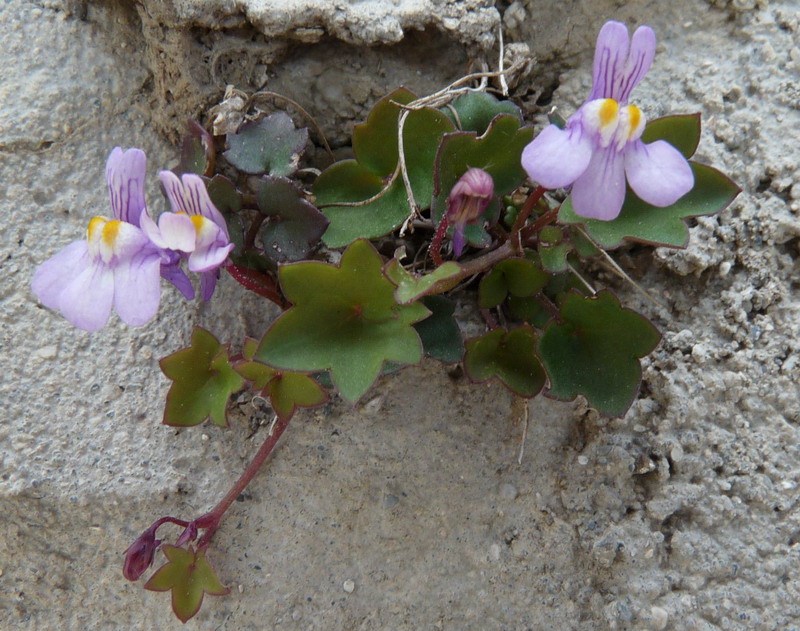 Изображение особи Cymbalaria muralis.