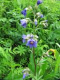 Polemonium caeruleum