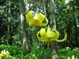 Lilium kesselringianum