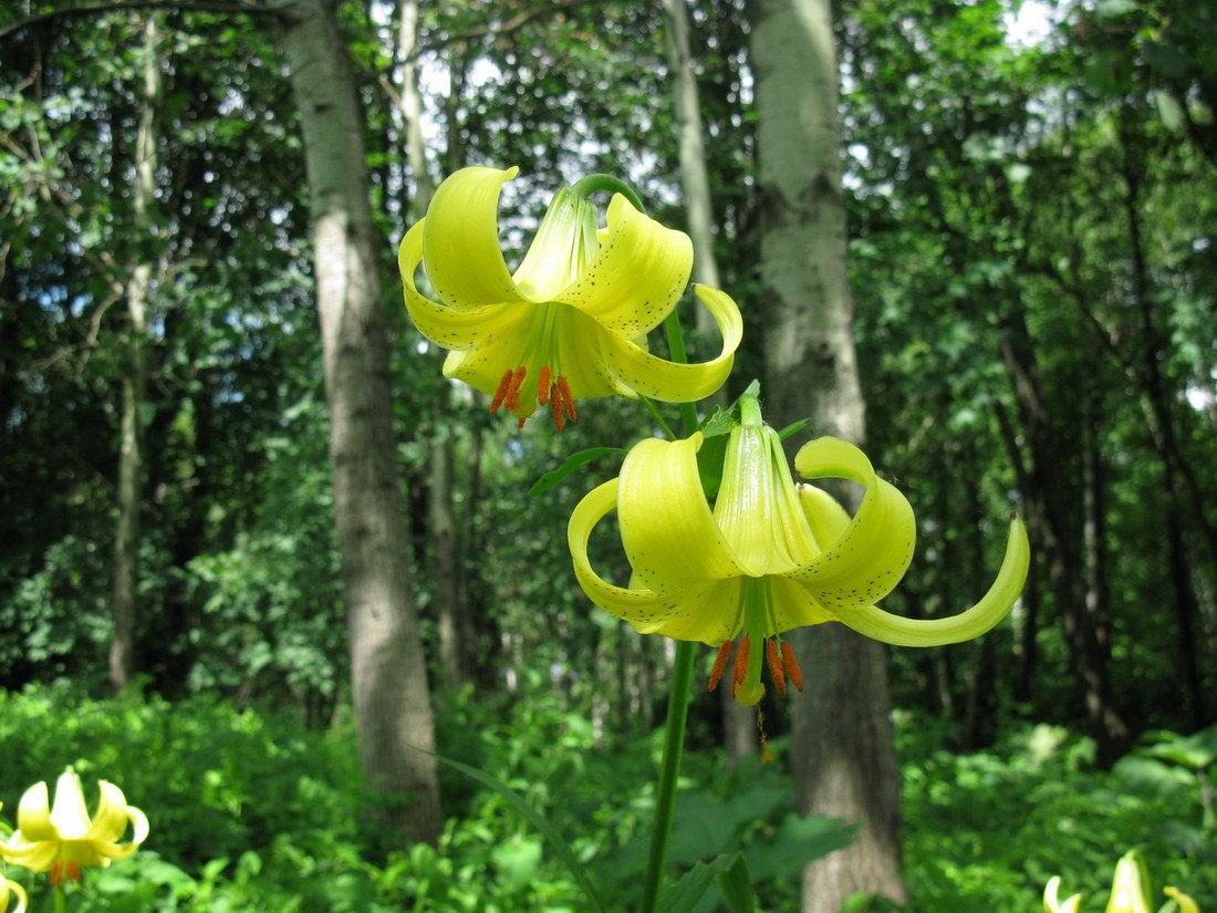 Изображение особи Lilium kesselringianum.