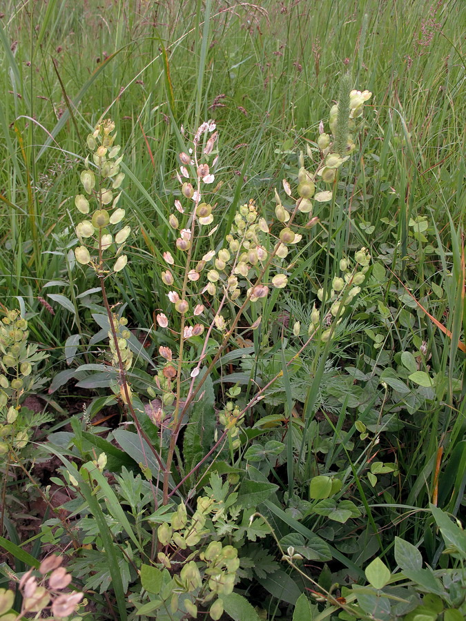 Image of Thlaspi arvense specimen.