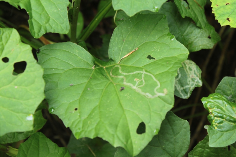 Изображение особи Adenocaulon adhaerescens.