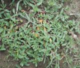 genus Polygonum