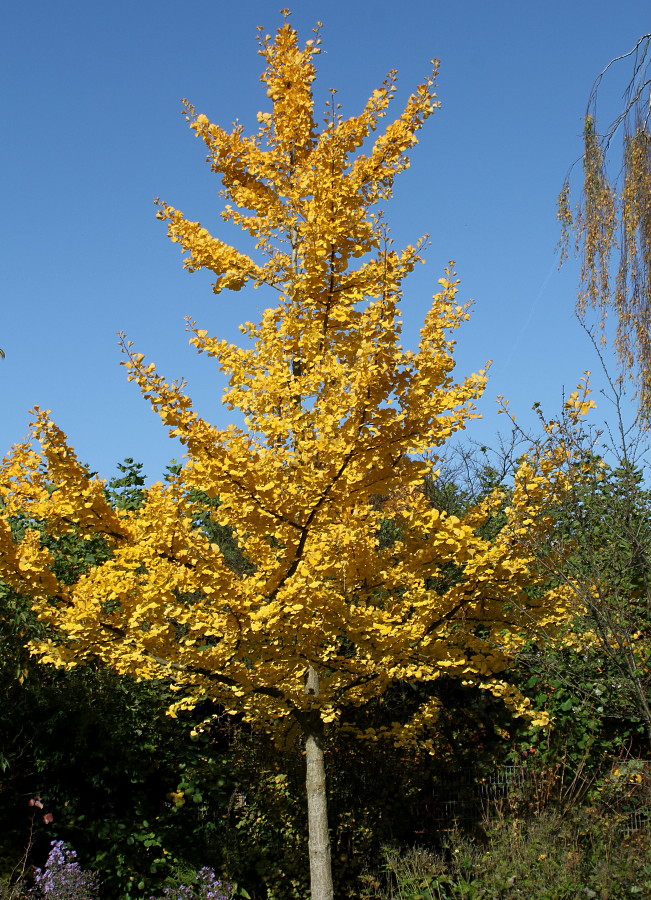 Image of Ginkgo biloba specimen.