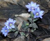 Gentiana zollingeri