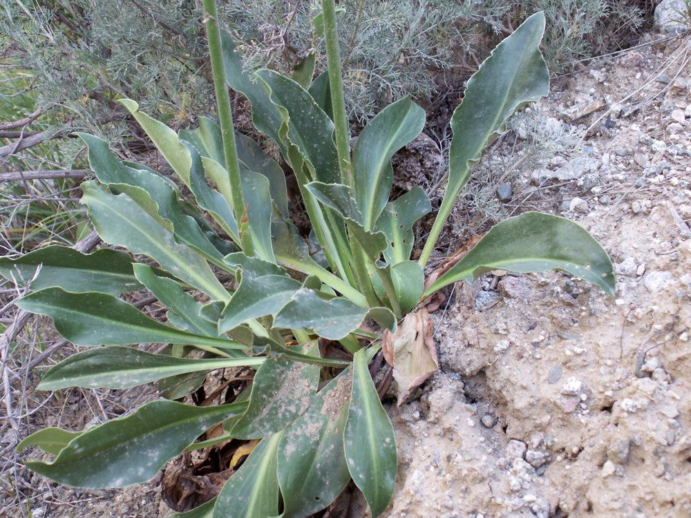 Image of Goniolimon eximium specimen.