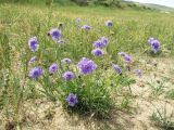 Scabiosa comosa. Цветущее растение на сухом малотравном лугу. Иркутская обл., о. Ольхон, окр. фермы Ташкай, берег залива Загли. 25.07.2012.