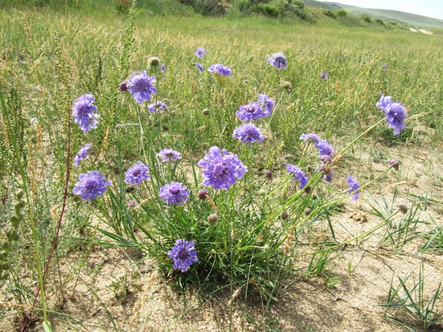 Image of Scabiosa comosa specimen.