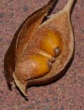 Image of taxon representative. Author is Татьяна Мальчинская