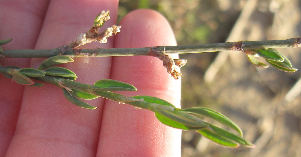 Изображение особи Polygonum equisetiforme.