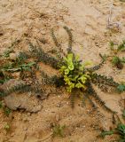 Astragalus caprinus