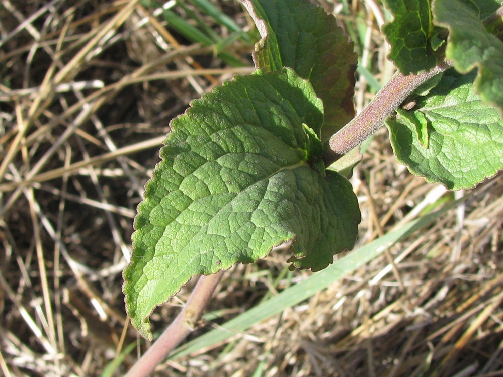 Image of Campanula bononiensis specimen.
