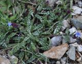 Anchusa cretica