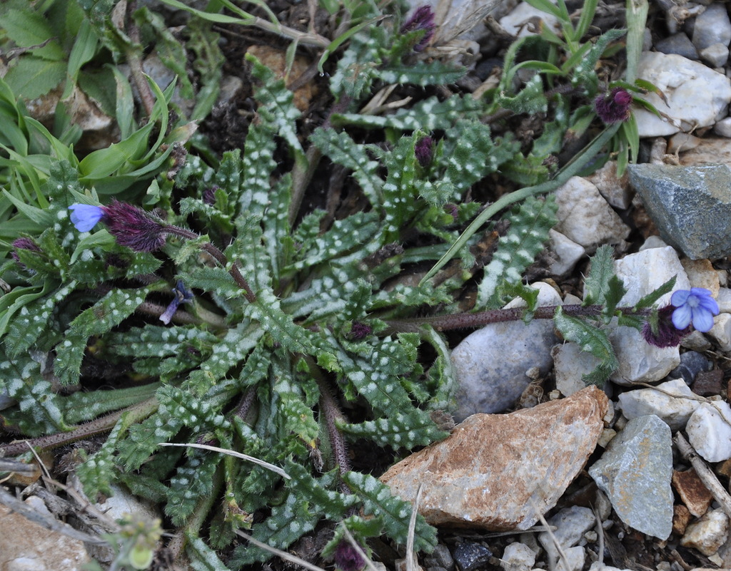 Изображение особи Anchusa cretica.