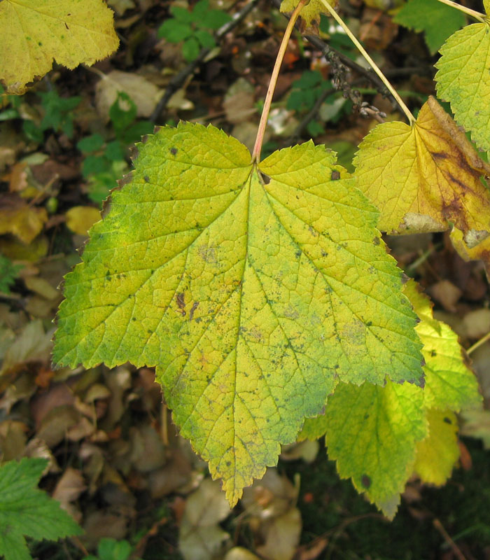 Image of genus Ribes specimen.