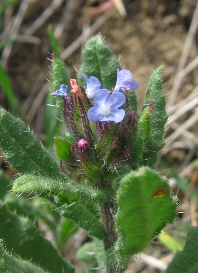 Image of genus Lycopsis specimen.