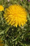 genus Taraxacum