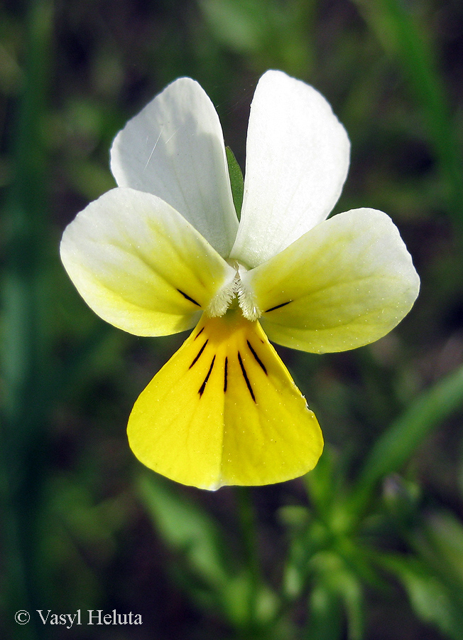 Изображение особи Viola tricolor.