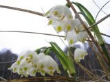 Leucojum vernum var. carpathicum