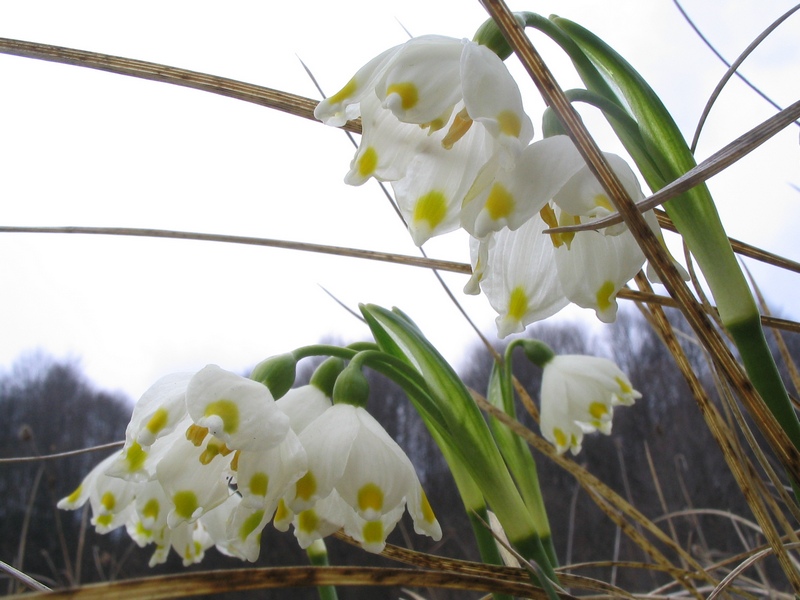 Image of Leucojum vernum var. carpathicum specimen.