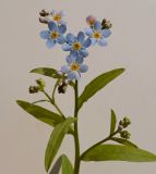 Image of taxon representative. Author is Андрей Комраков