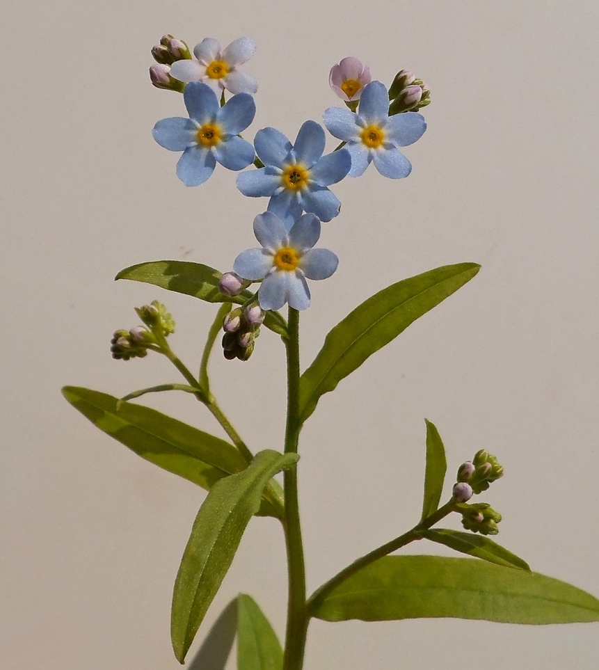 Изображение особи Myosotis palustris.