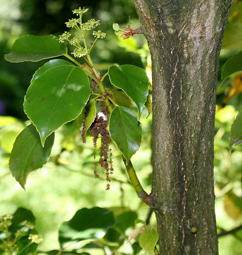 Изображение особи Trochodendron aralioides.