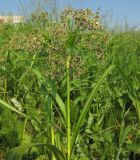 Scirpus sylvaticus. Верхушка цветущего растения. Татарстан, г. Лениногорск. 13.06.2013.