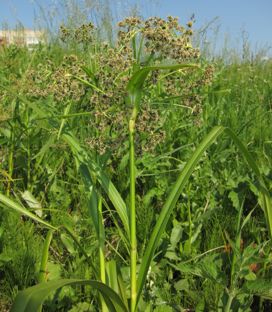 Image of Scirpus sylvaticus specimen.