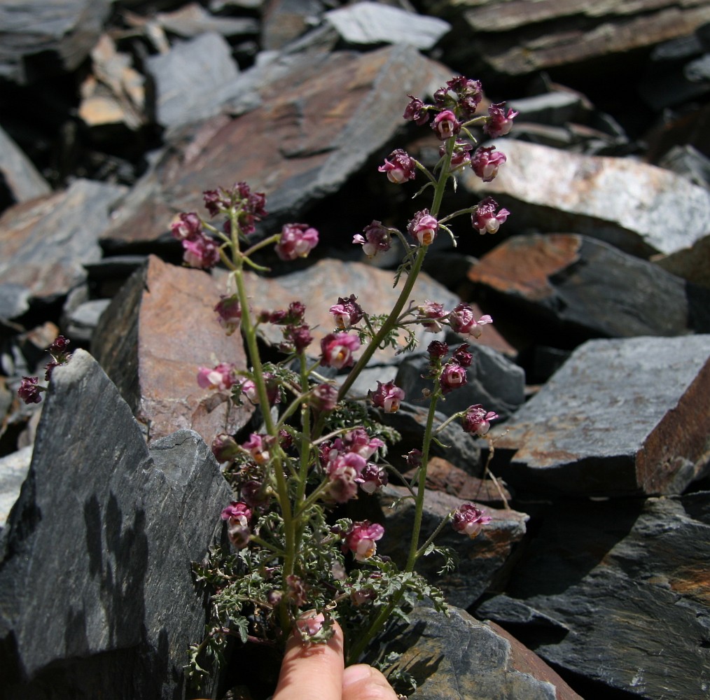 Image of Scrophularia ruprechtii specimen.