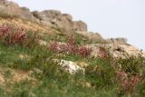 Amygdalus petunnikowii. Цветущие растения. Южный Казахстан, вершина 797.3 0.5 км западнее шоссе Корниловка-Пестели. 28.03.2013.