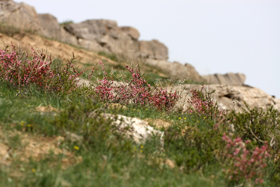 Изображение особи Amygdalus petunnikowii.