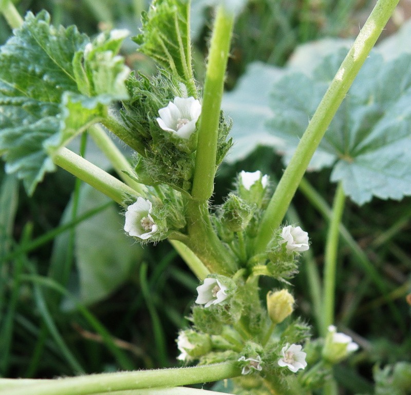 Image of Malva pusilla specimen.