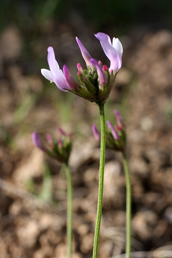 Изображение особи Astragalus kronenburgii.