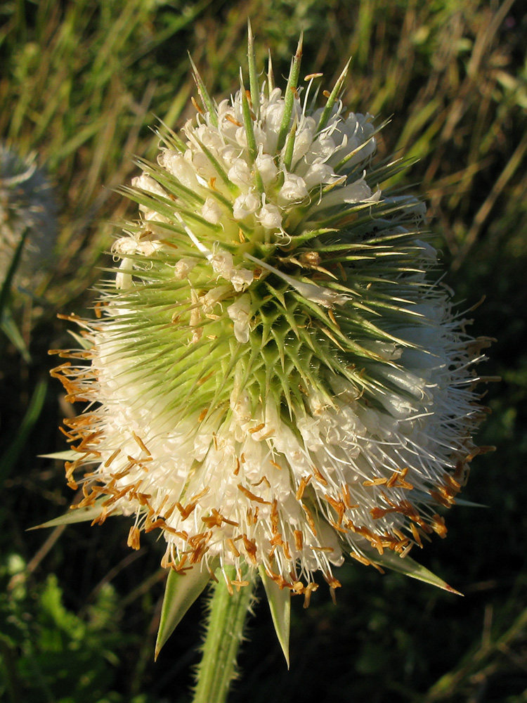 Изображение особи Dipsacus laciniatus.