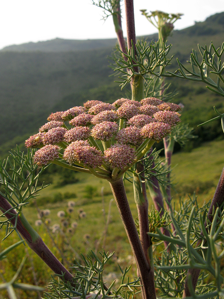 Image of genus Seseli specimen.