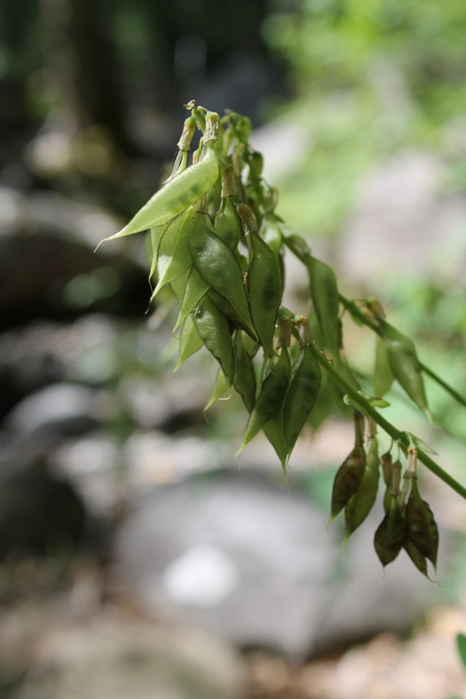 Изображение особи Astragalus frigidus.