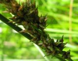 Carex appropinquata. Часть соплодия с незрелыми плодами. Костромская обл, Судиславский район, урочище \"Ждановское болото\". 15 июня 2013 г.