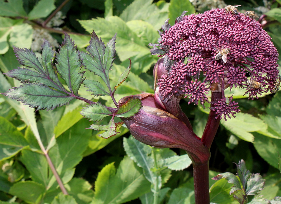 Image of Angelica gigas specimen.