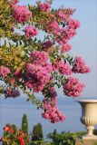 Lagerstroemia indica. Верхушки побегов и соцветия. Крым, пос. Алупка, парк Воронцовского дворца. 1 августа 2013 г.